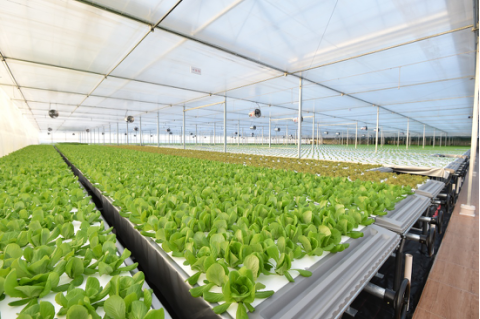 起底京東植物工廠 水培蔬菜安全到“不洗就能吃”，科技如何重塑茶葉種植